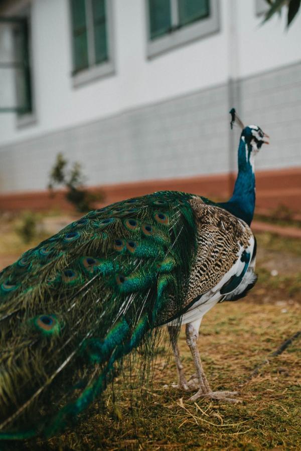 Saab Royale Resort Kajiado Dış mekan fotoğraf